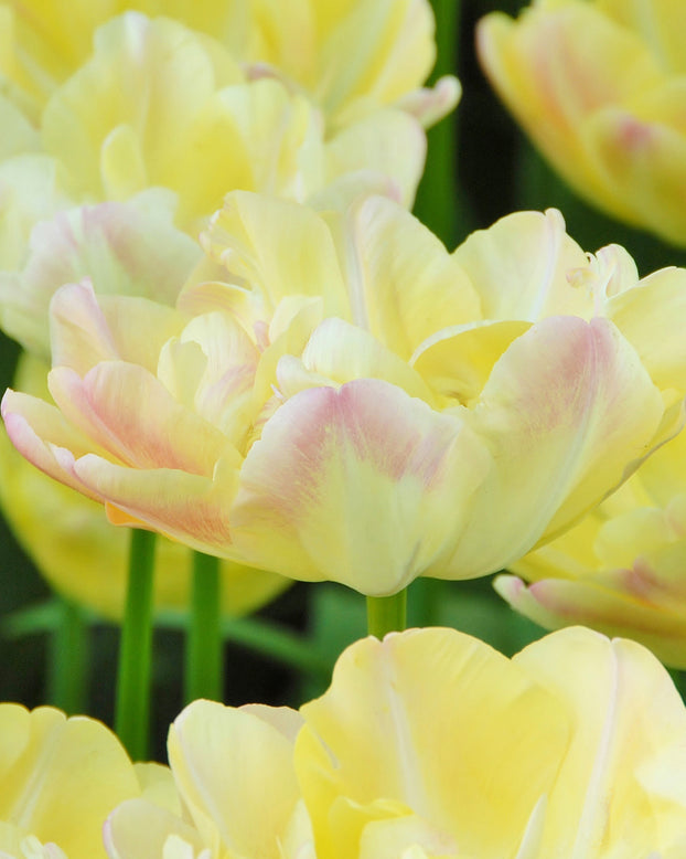 Tulip 'Crème Upstar'