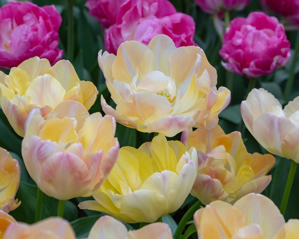 Tulip 'Crème Upstar'