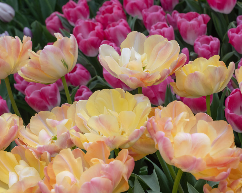 Tulip 'Crème Upstar'