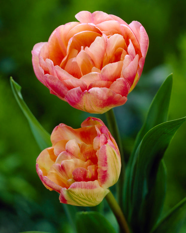 Tulip 'Crème Upstar'