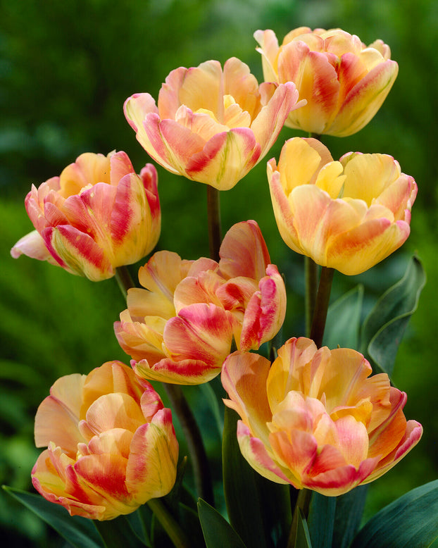 Tulip 'Crème Upstar'