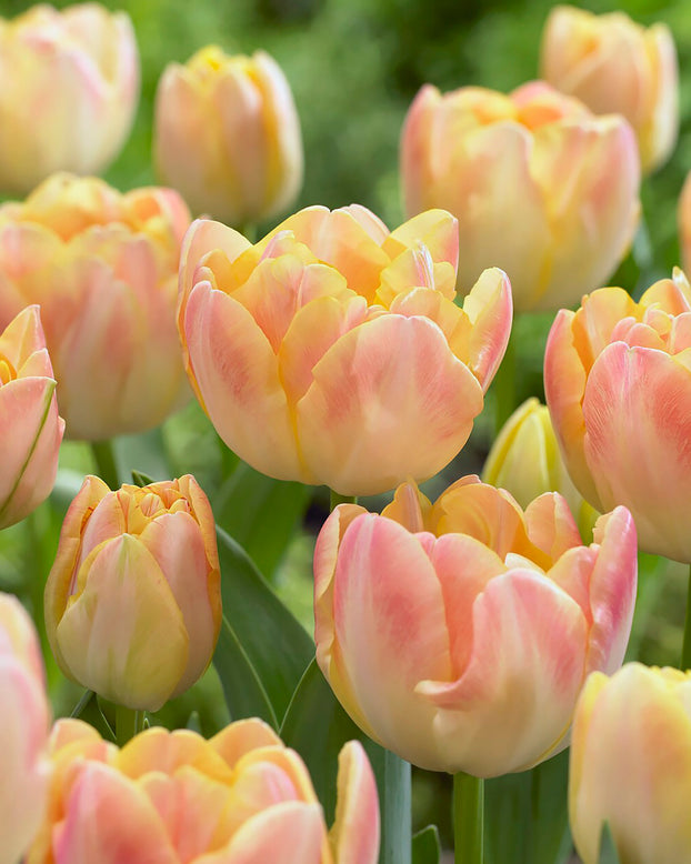 Tulip 'Crème Upstar'