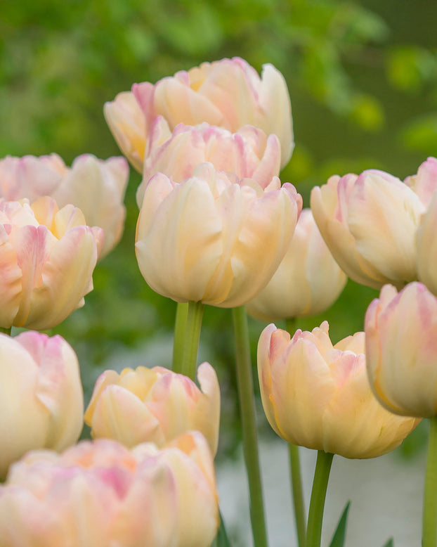 Tulip 'Crème Upstar'