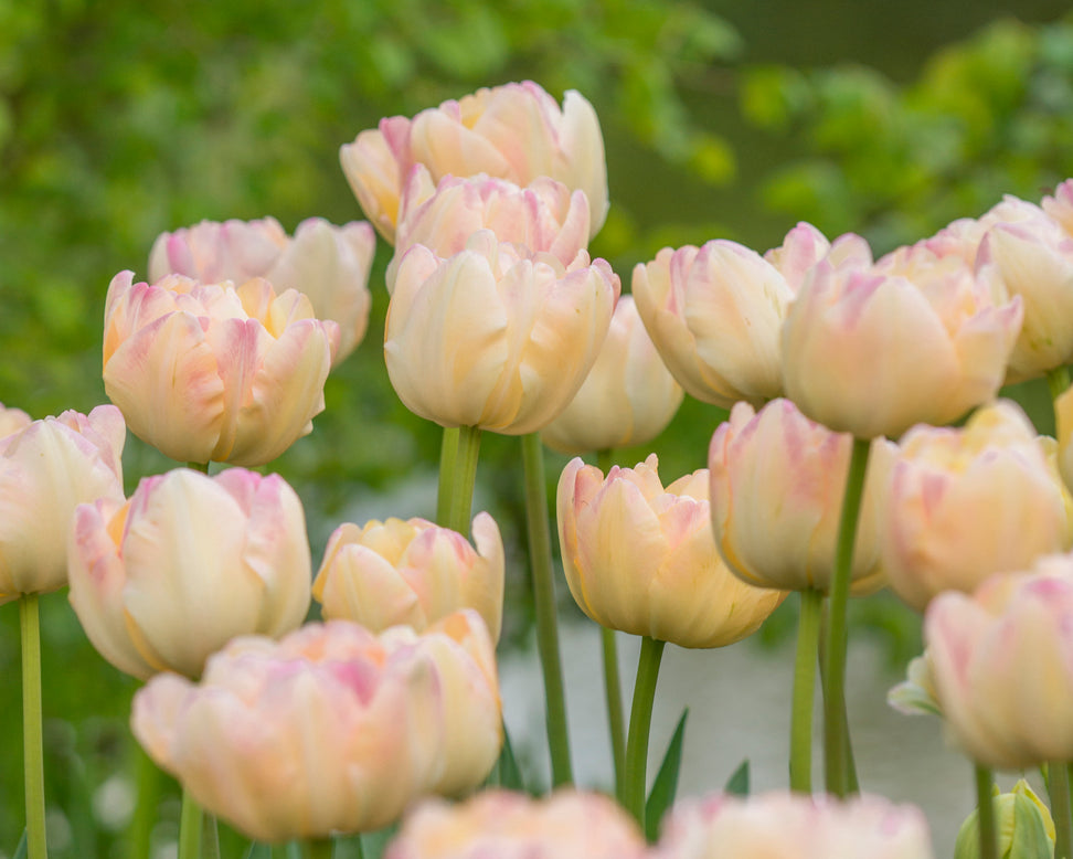 Tulip 'Crème Upstar'