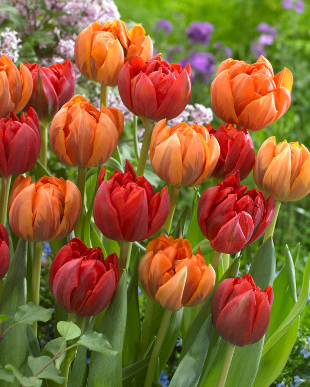 Tulip collection 'Double Royale'