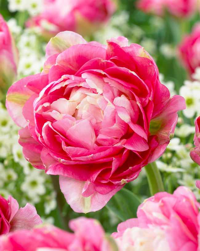 Tulip 'Finola' bulbs — Buy online at Farmer Gracy UK