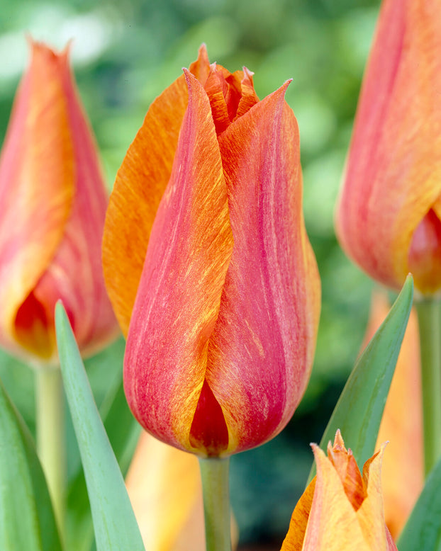 Tulip 'El Niño'