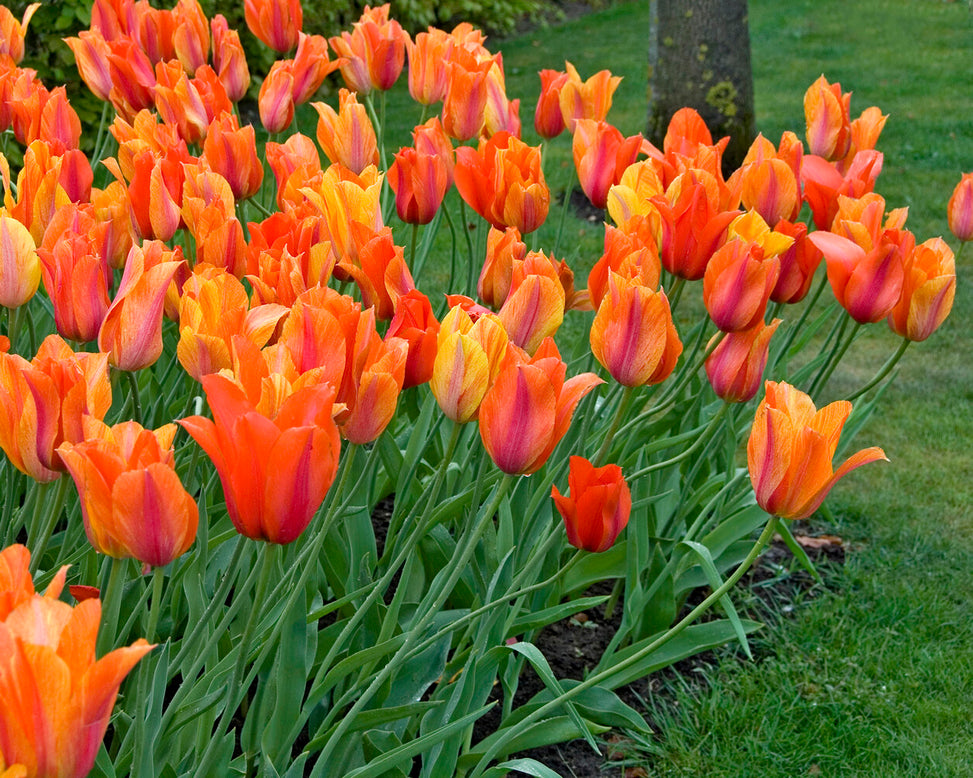 Tulip 'El Niño'