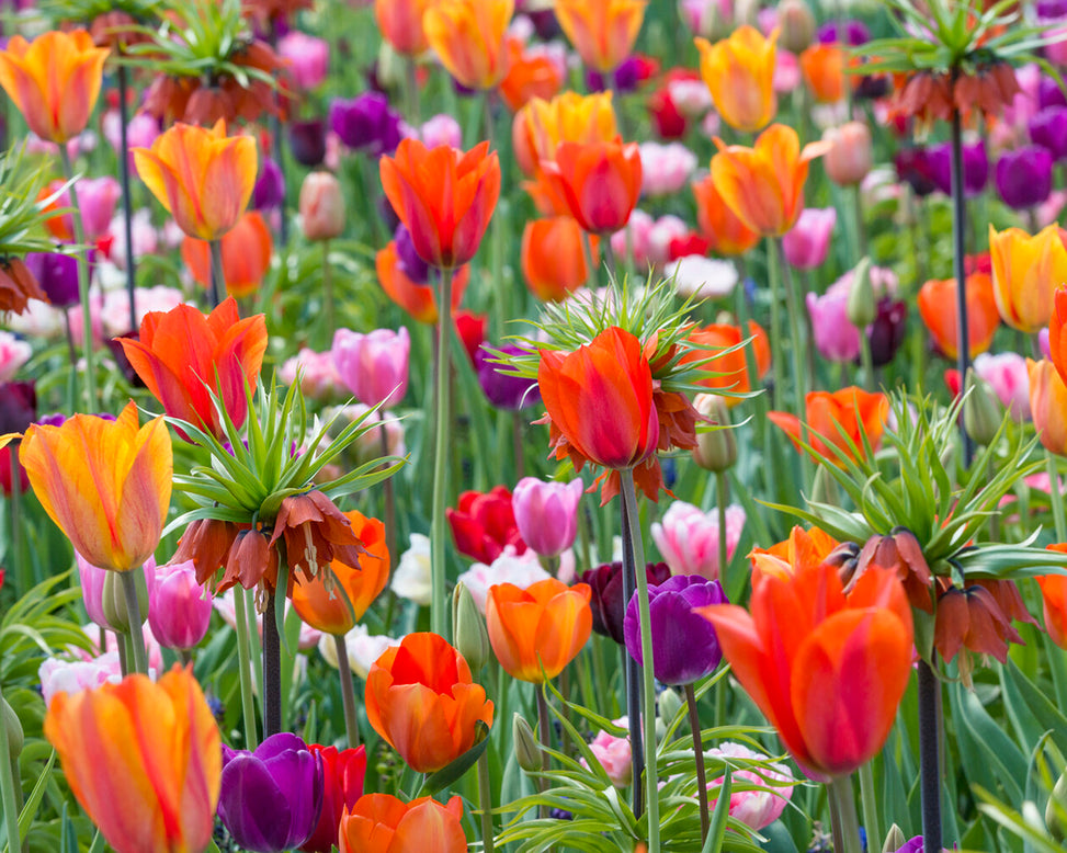 Tulip 'El Niño'