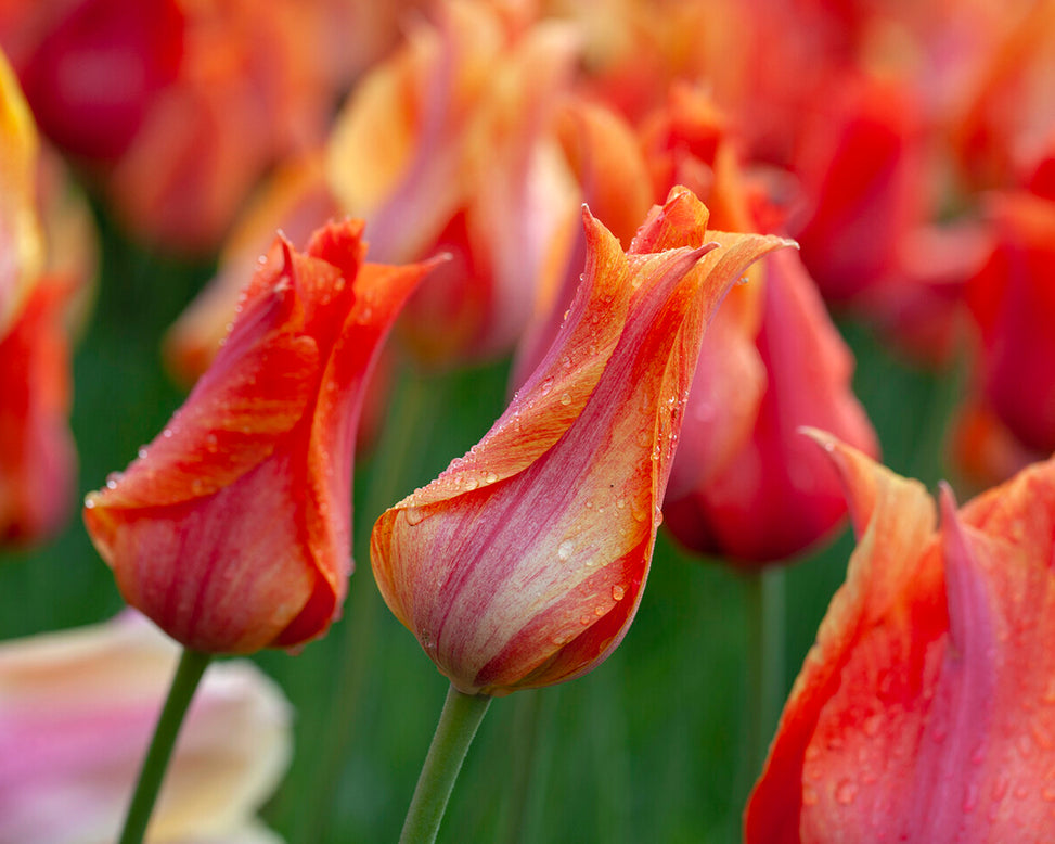 Tulip 'El Niño'