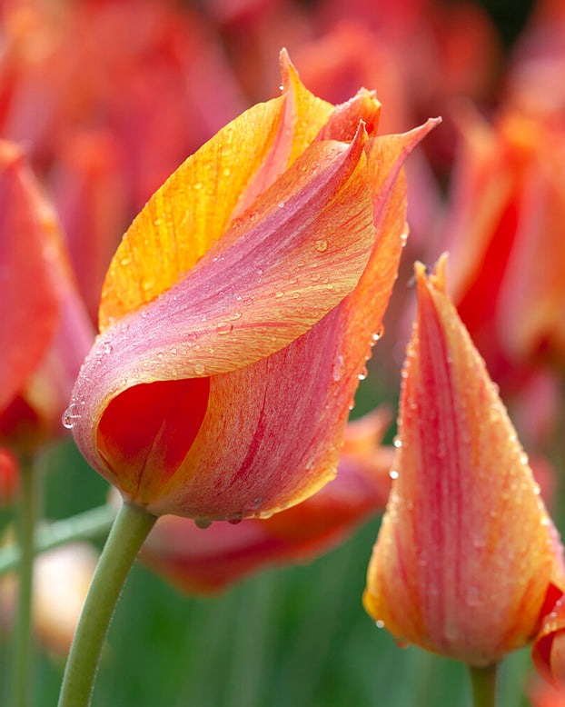 Tulip 'El Niño'