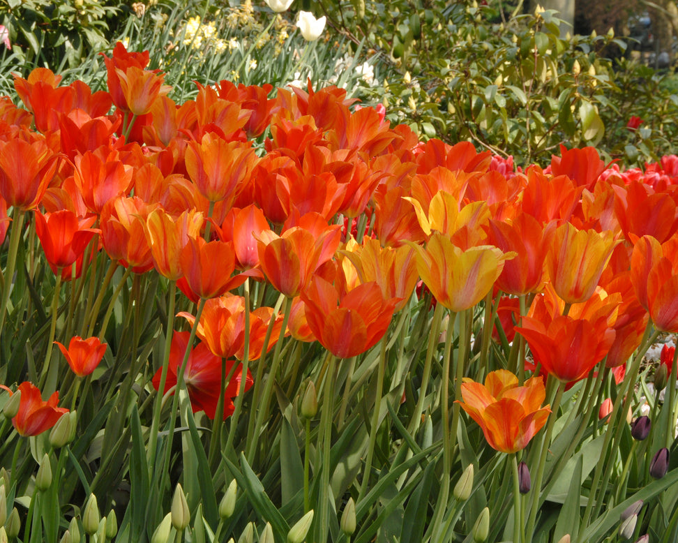 Tulip 'El Niño'