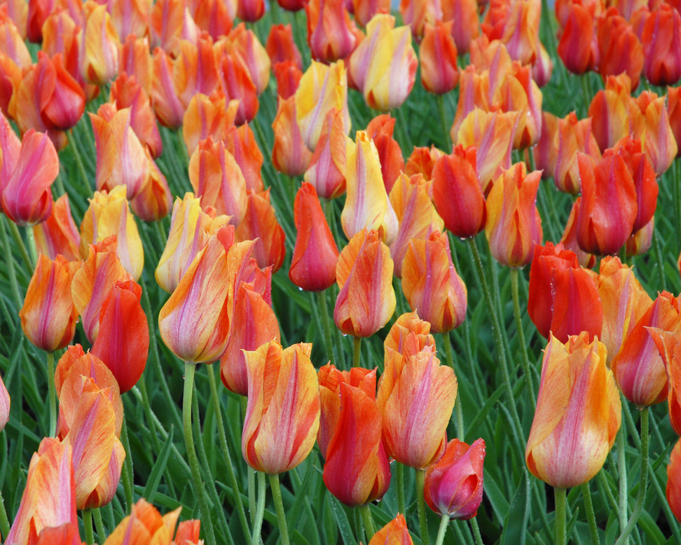 Tulip 'El Niño'