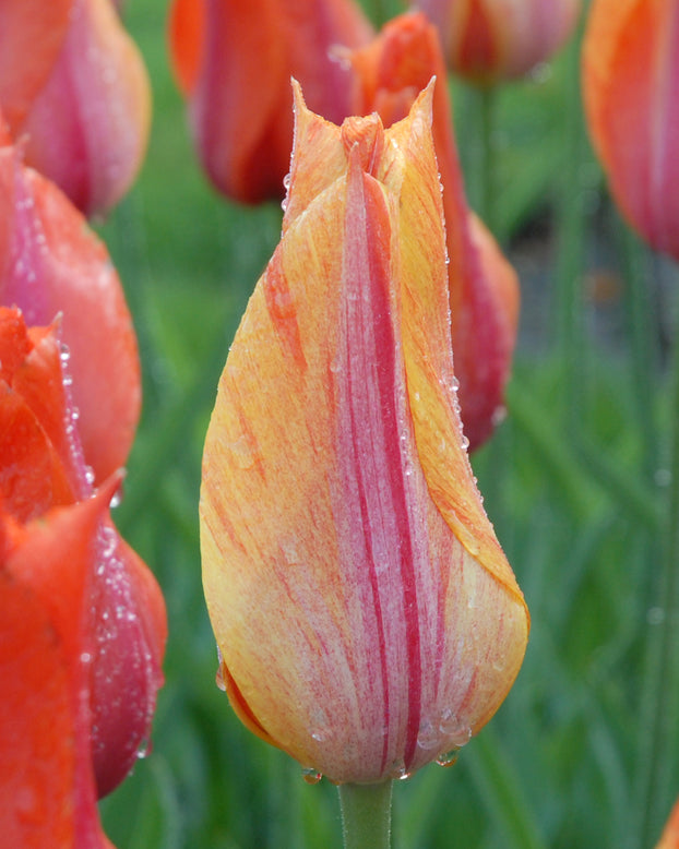 Tulip 'El Niño'