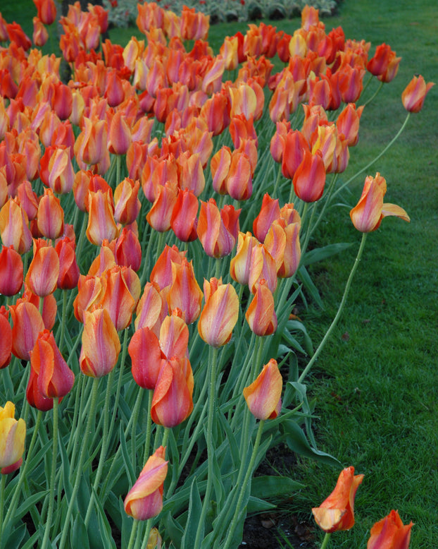 Tulip 'El Niño'