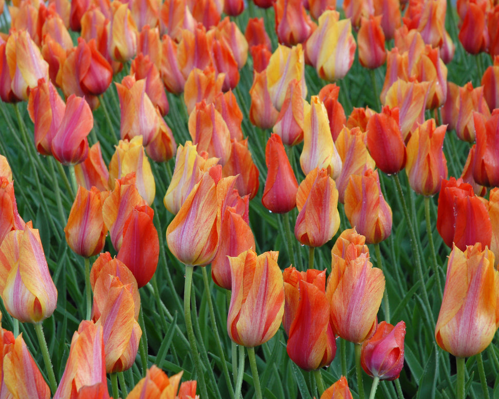 Tulip 'El Niño'