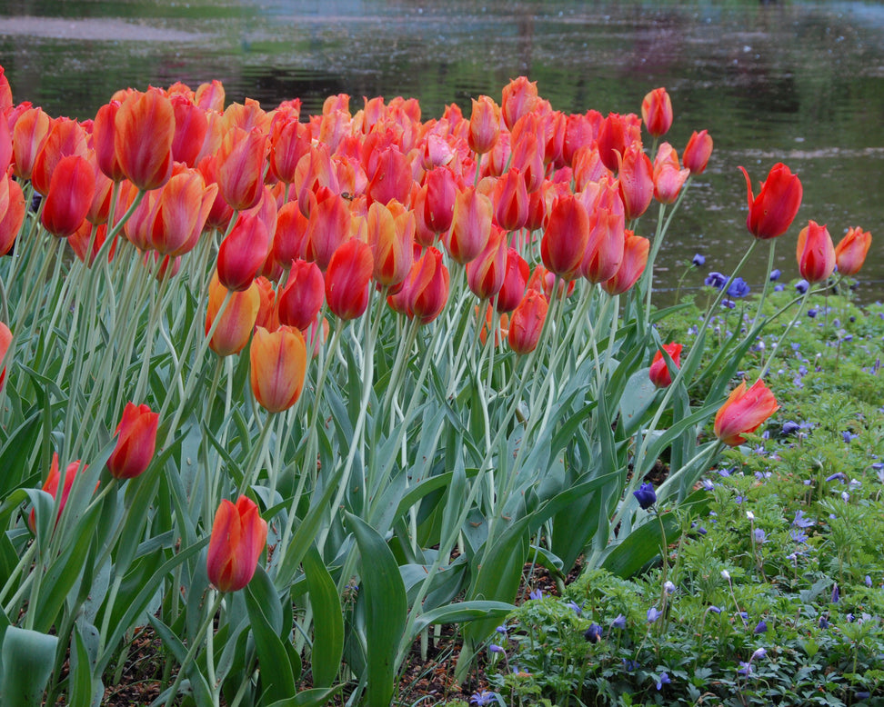 Tulip 'El Niño'