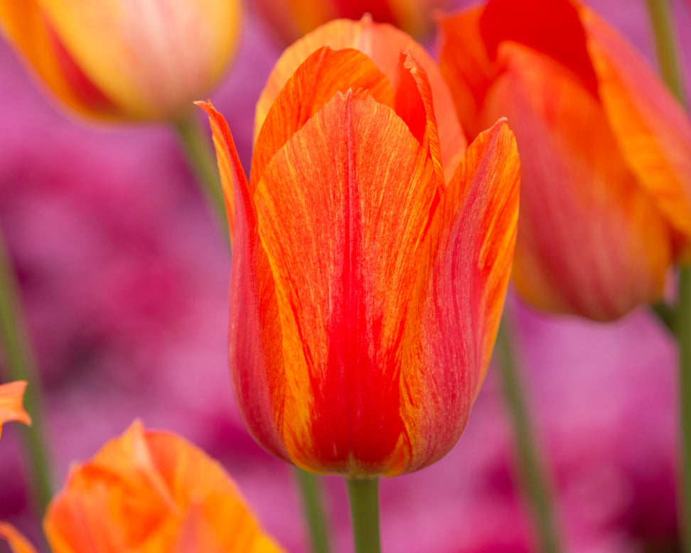 Tulip 'El Niño'