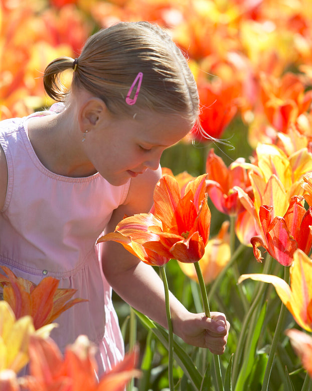 Tulip 'El Niño'