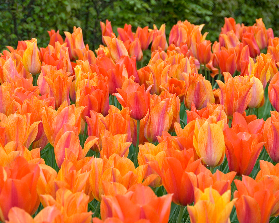 Tulip 'El Niño'