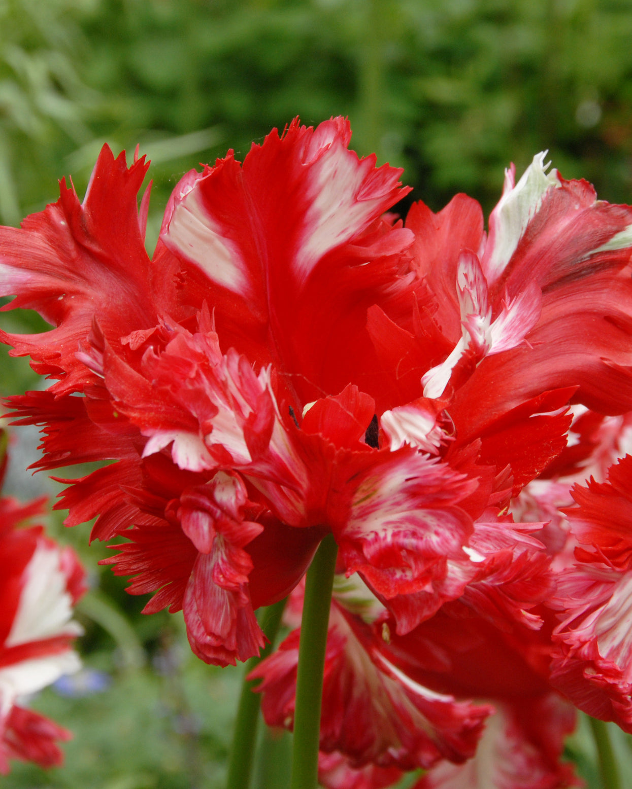 Tulip 'Estella Rijnveld' bulbs — Buy online at Farmer Gracy UK