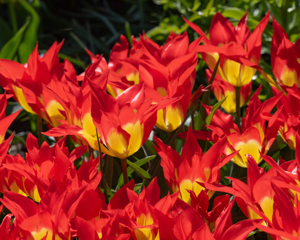 Tulip 'Flames Mystery'