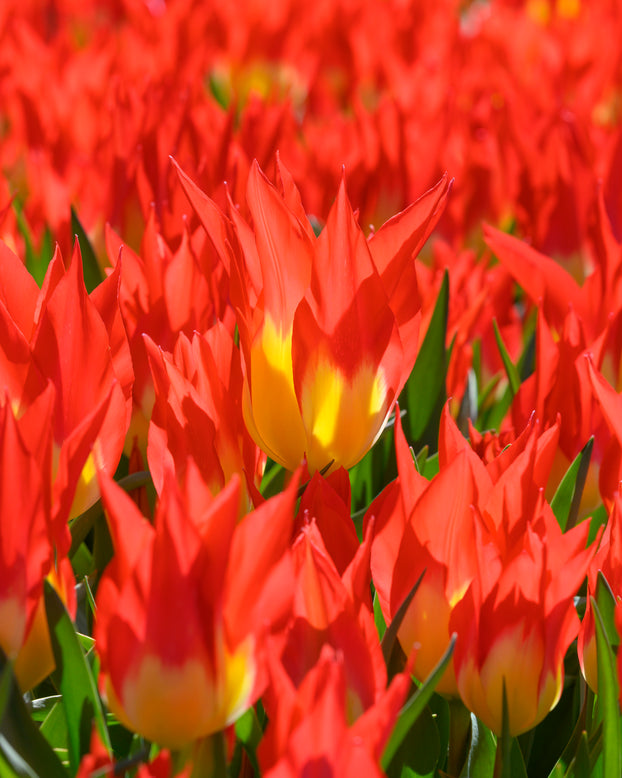 Tulip 'Flames Mystery'