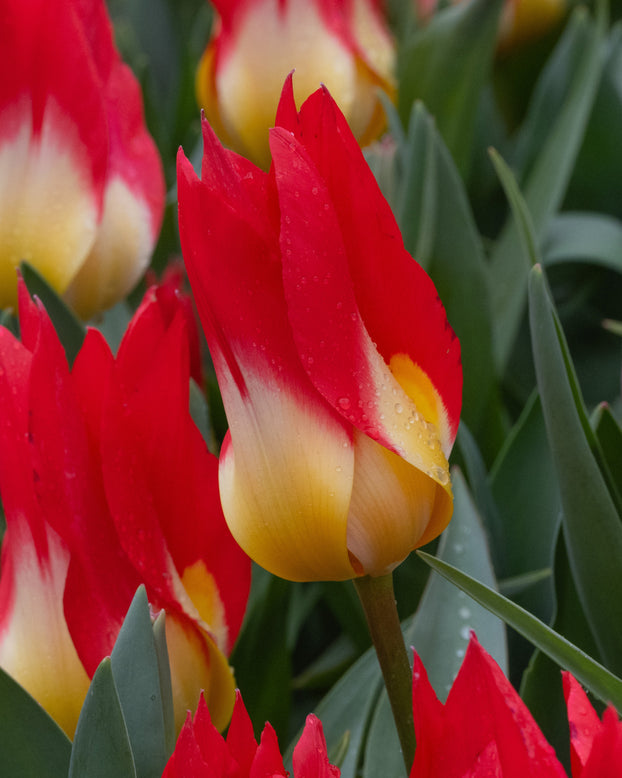 Tulip 'Flames Mystery'