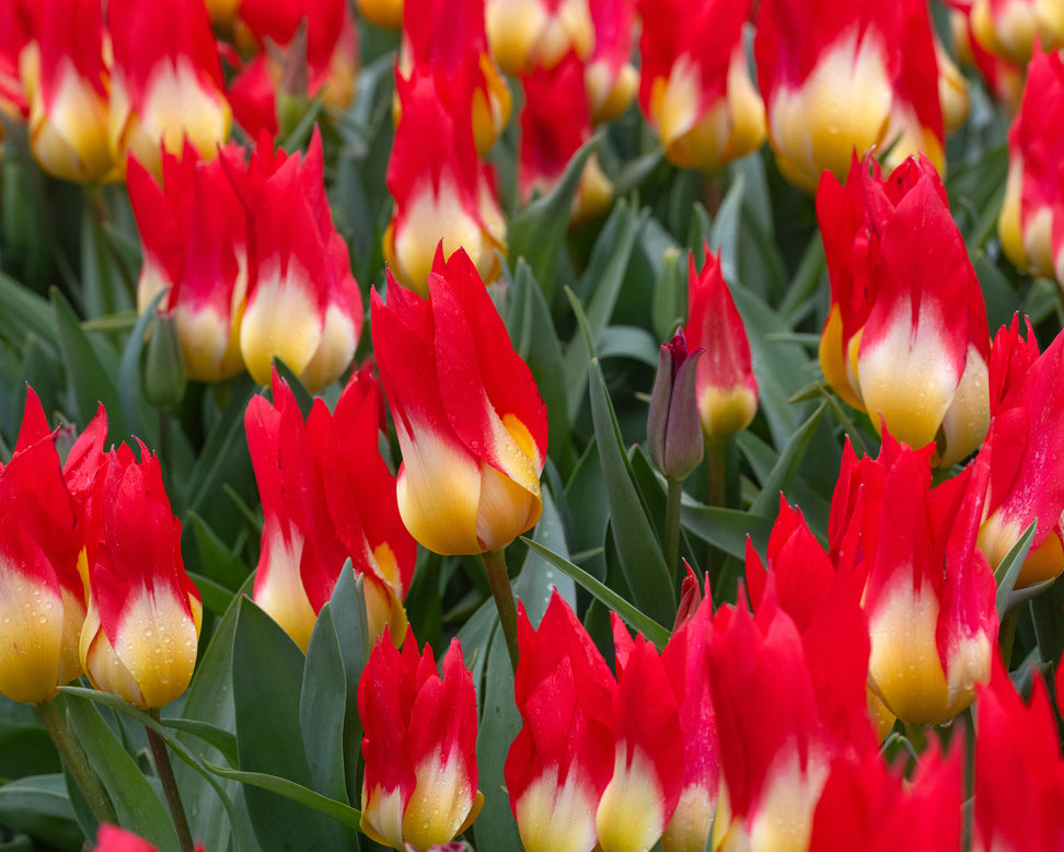 Tulip 'Flames Mystery'