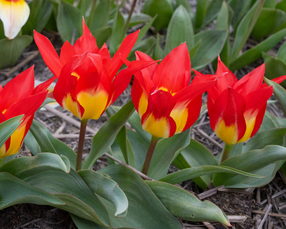 Tulip 'Flames Mystery'