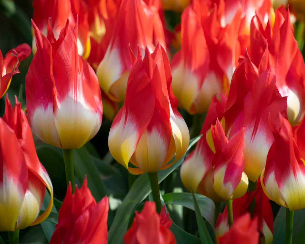 Tulip 'Flames Mystery'