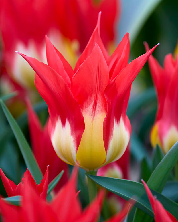 Tulip 'Flames Mystery'