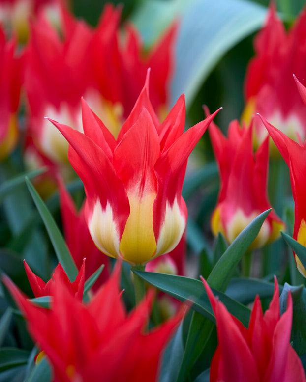 Tulip 'Flames Mystery'