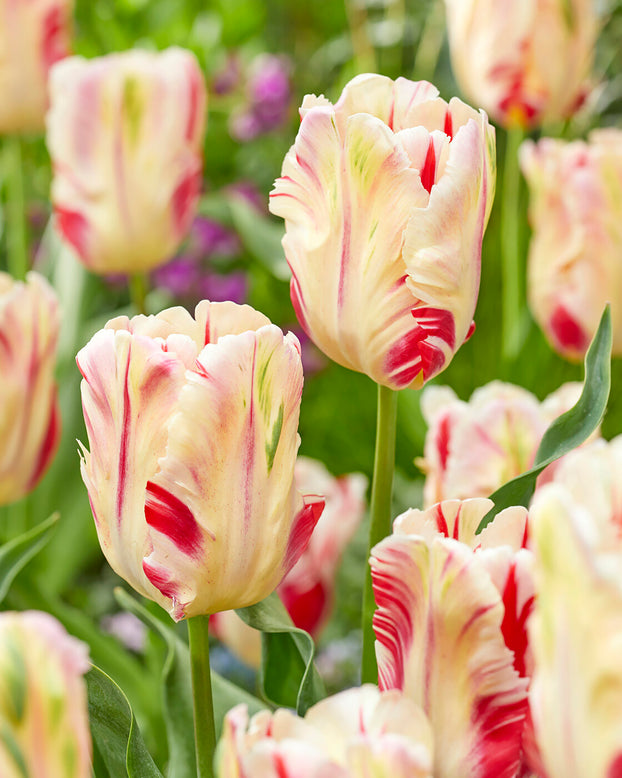 Tulip 'Flaming Art'