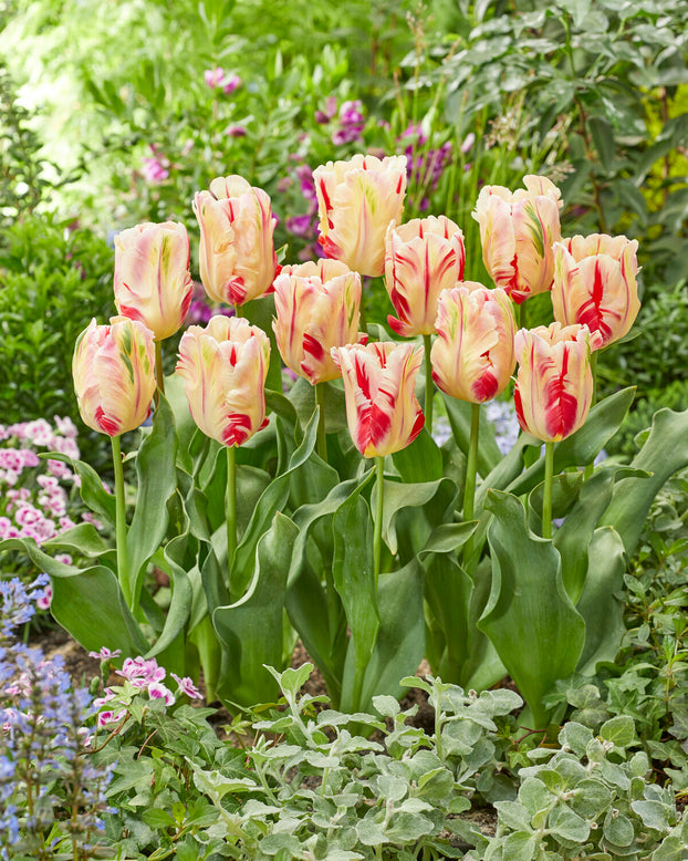 Tulip 'Flaming Art'