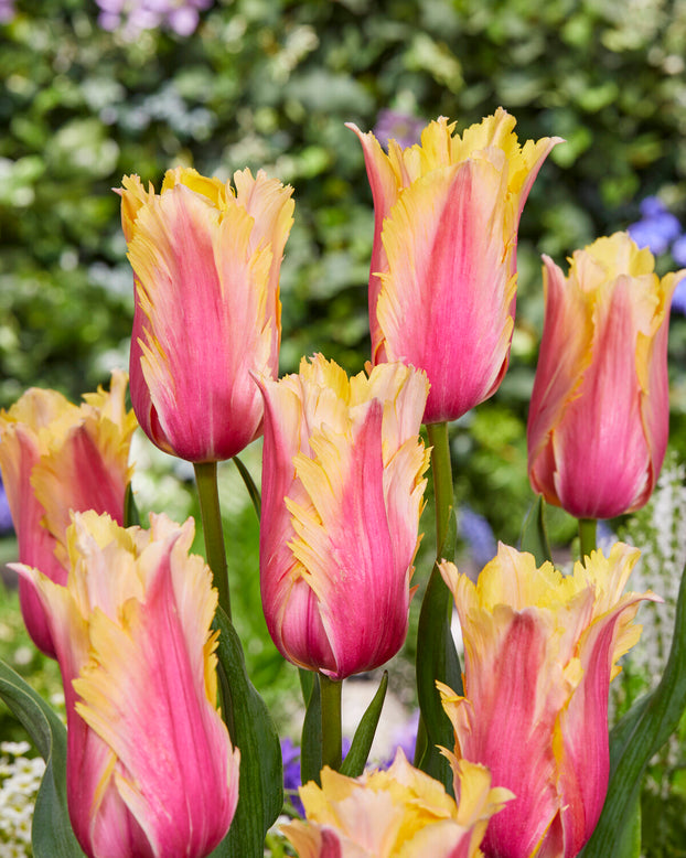 Tulip 'Flaming Memory'