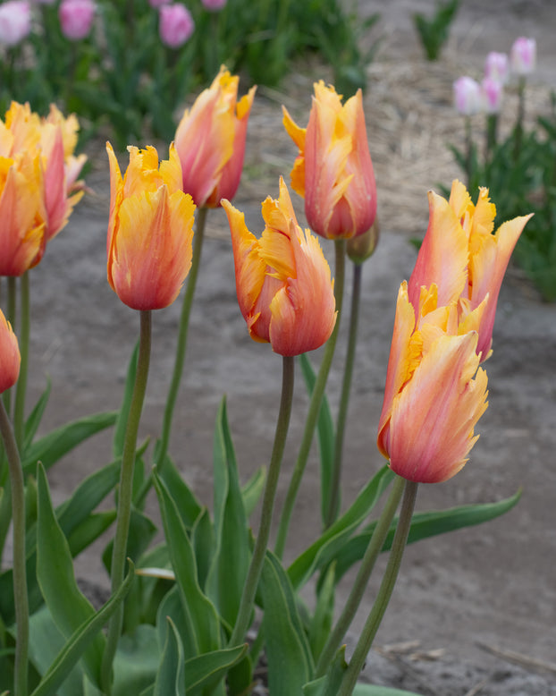 Tulip 'Flaming Memory'