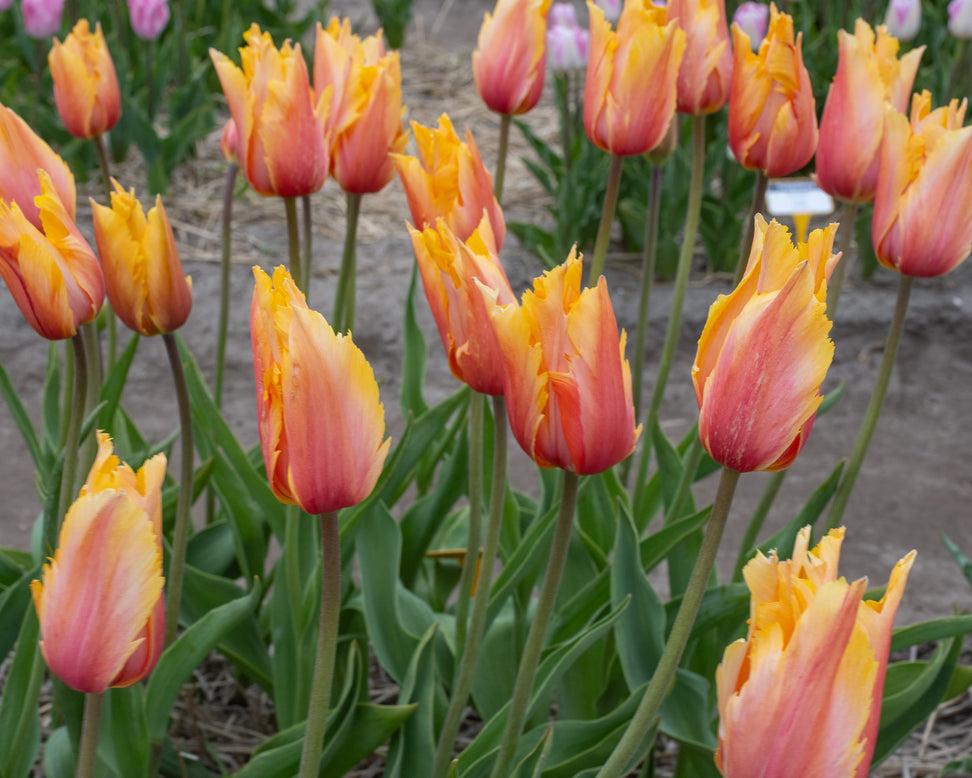 Tulip 'Flaming Memory'