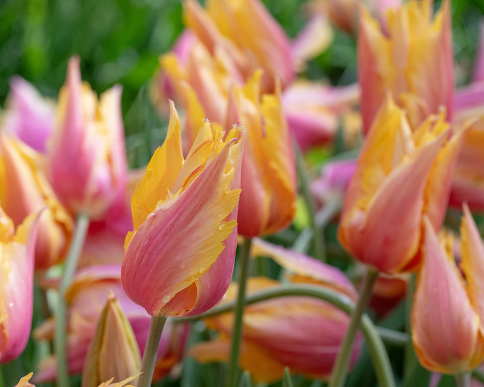 Tulip 'Flaming Memory'