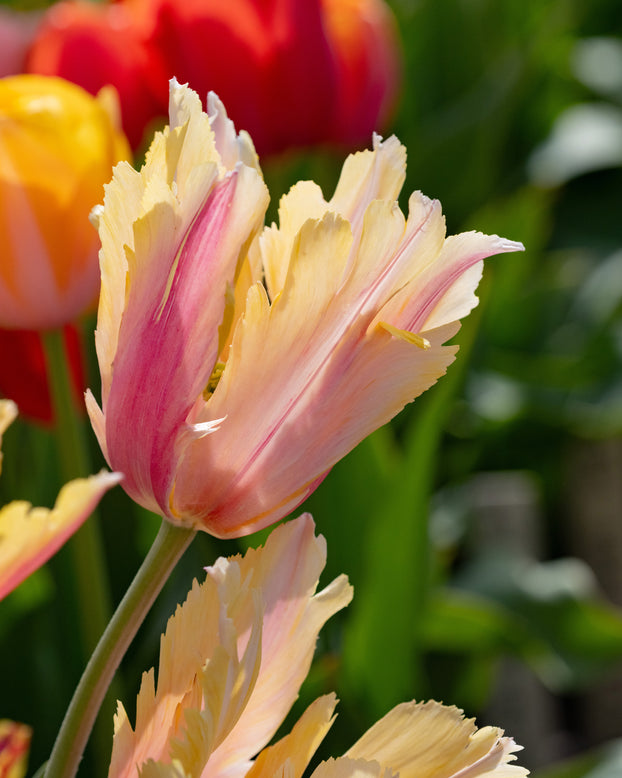 Tulip 'Flaming Memory'