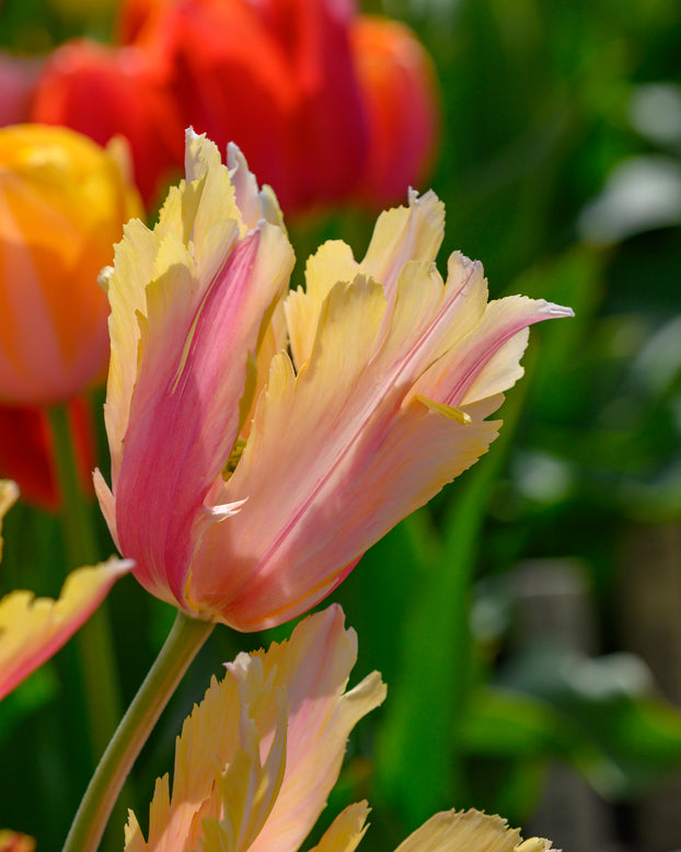 Tulip 'Flaming Memory'