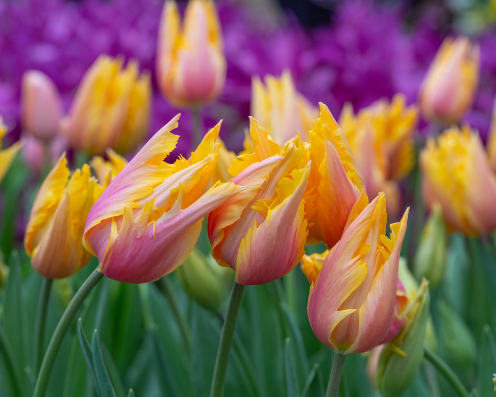 Tulip 'Flaming Memory'