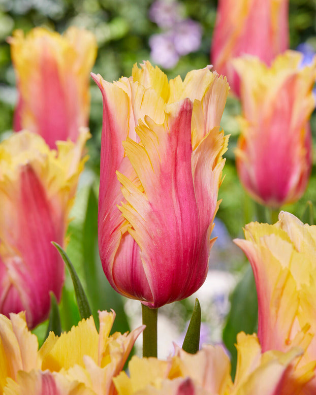 Tulip 'Flaming Memory'