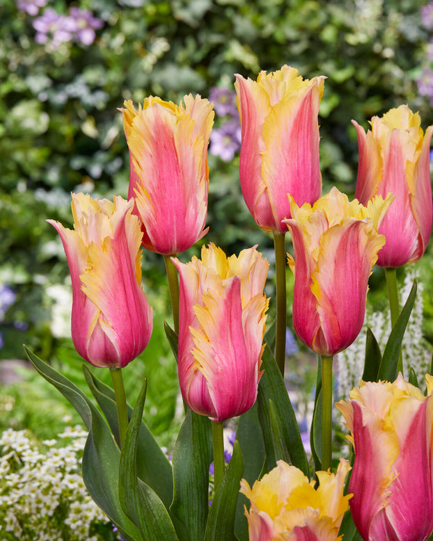 Tulip 'Flaming Memory'