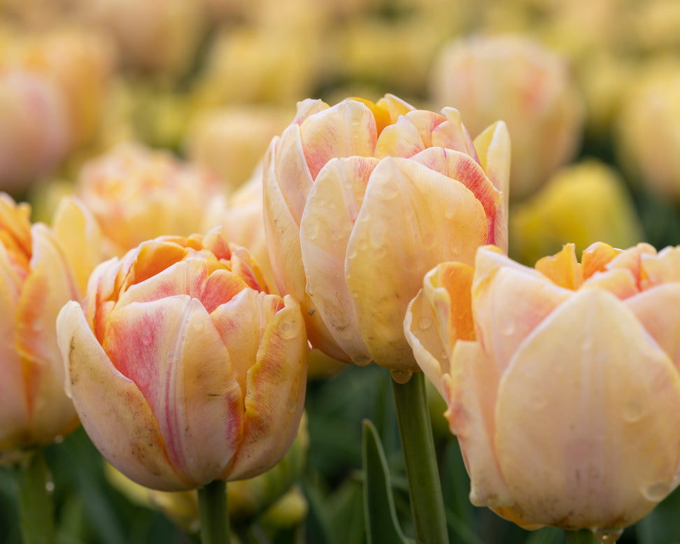 Tulip 'Foxy Foxtrot'