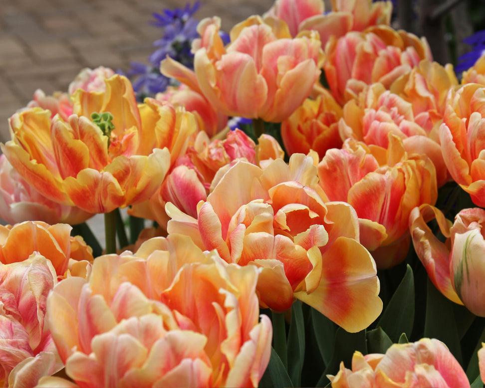 Tulip 'Foxy Foxtrot'