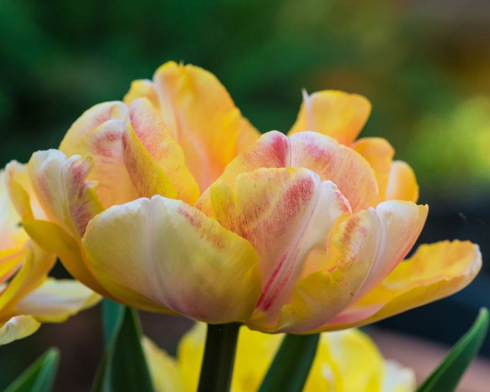 Tulip 'Foxy Foxtrot'