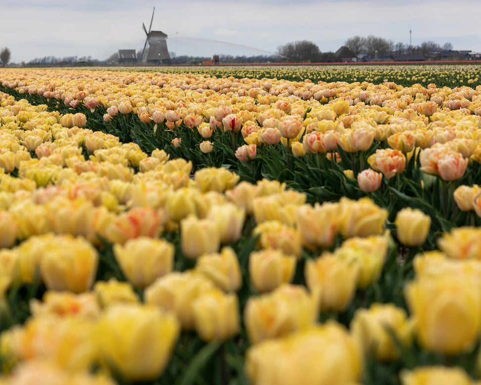 Tulip 'Foxy Foxtrot'