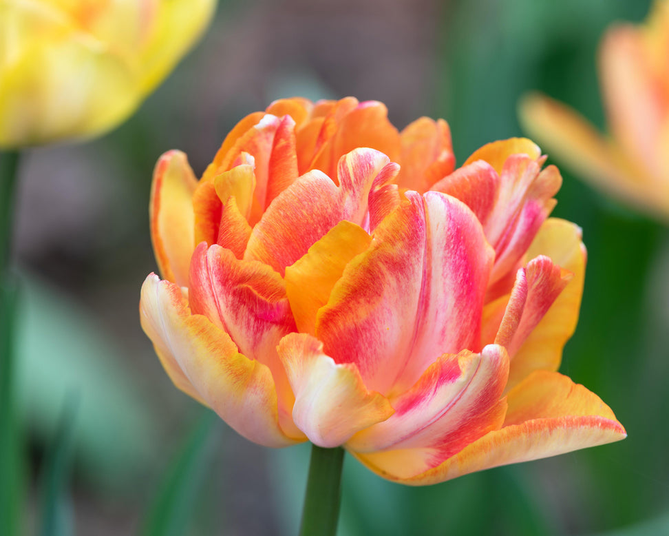 Tulip 'Foxy Foxtrot'