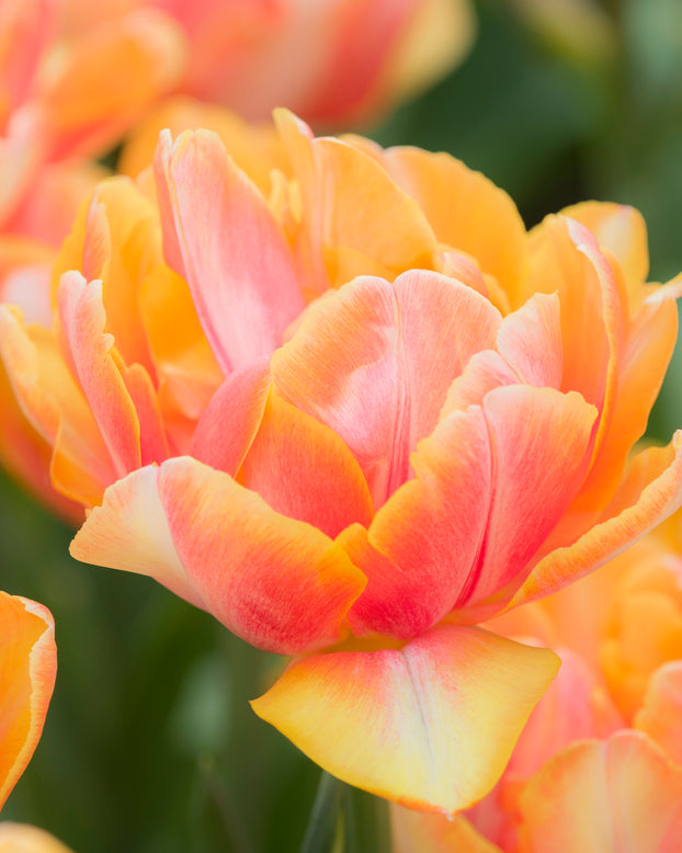 Tulip 'Foxy Foxtrot'